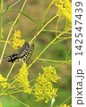 花の蜜を吸うアゲハチョウ 142547439