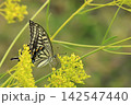 花の蜜を吸うアゲハチョウ 142547440