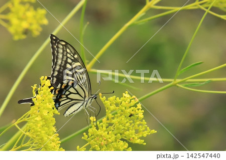花の蜜を吸うアゲハチョウ 花の蜜を吸うアゲハチョウ 142547440