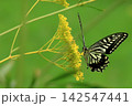 花の蜜を吸うアゲハチョウ 142547441
