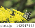 花の蜜を吸うアゲハチョウ 142547442