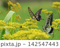 花の蜜を吸うアゲハチョウ 142547443