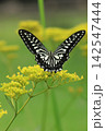 花の蜜を吸うアゲハチョウ 142547444