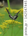 花の蜜を吸うアゲハチョウ 142547445