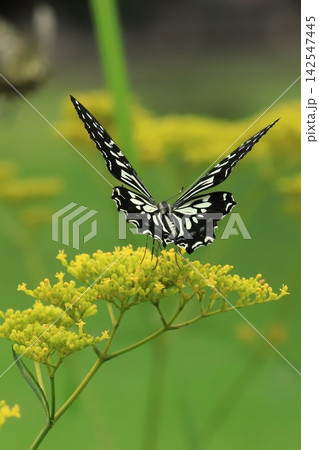 花の蜜を吸うアゲハチョウ 花の蜜を吸うアゲハチョウ 142547445