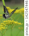 花の蜜を吸うアゲハチョウ 142547446