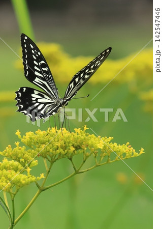 花の蜜を吸うアゲハチョウ 花の蜜を吸うアゲハチョウ 142547446