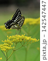 花の蜜を吸うアゲハチョウ 142547447