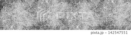Black and White Panoramic Texture of Fluffy Smoke Tree Inflorescence 142547551