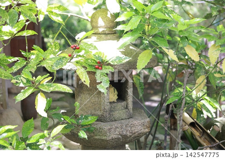 植物に囲まれる灯篭 142547775