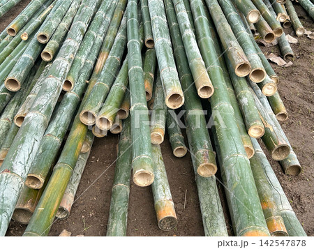 Freshly Cut Green Bamboo Poles Piled on Construction Site for Natural Building Material. Freshly Cut Green Bamboo Poles Piled on Construction Site for Natural Building Material. 142547878