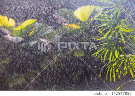 Intense Tropical Rainfall Droplets Hitting Raphis Palm Leaves, Concept of Climate Change and Flash Flooding. Intense Tropical Rainfall Droplets Hitting Raphis Palm Leaves, Concept of Climate Change and Flash Flooding. 142547886
