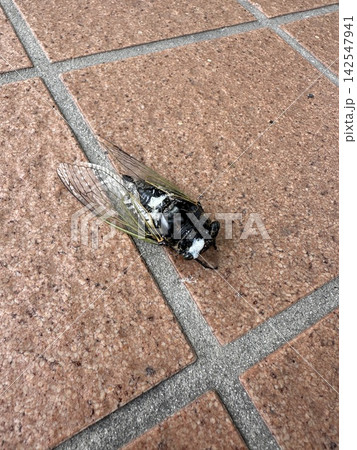 つなぐ儚い命 ☆mar_lapin つなぐ儚い命 ☆mar_lapin 142547941