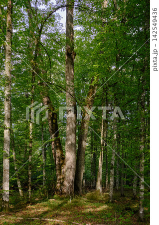 Bialowieza forest primeval woodland showing ancient trees 142549436