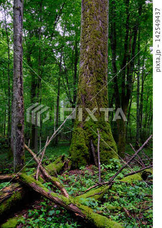Bialowieza forest primeval woodland with mossy trees 142549437