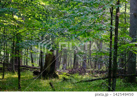 Bialowieza forest primeval woodland with sunbeams filtering Bialowieza forest primeval woodland with sunbeams filtering 142549450