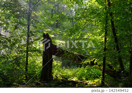 Bialowieza forest showing sunlight illuminating ancient trees Bialowieza forest showing sunlight illuminating ancient trees 142549452