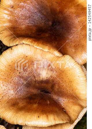 Honey fungus Armillaria growing in Bialowieza Forest Honey fungus Armillaria growing in Bialowieza Forest 142549457