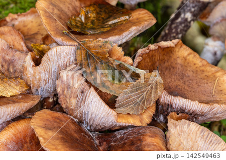 Group of mushrooms growing among fallen autumn leaves Group of mushrooms growing among fallen autumn leaves 142549463