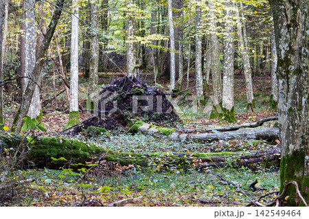 Bialowieza Forest primeval woods showing fallen trees and mossy roots 142549464