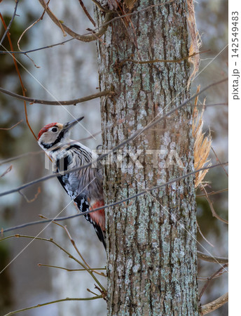 White backed woodpecker climbing tree in Bialowieza Forest White backed woodpecker climbing tree in Bialowieza Forest 142549483