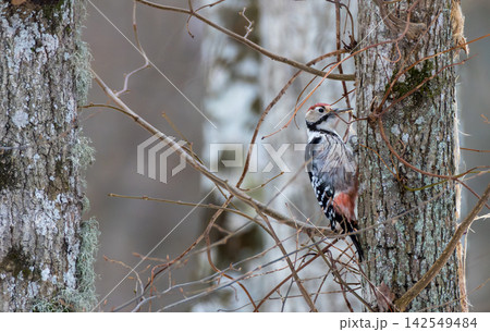 Middle spotted woodpecker perching on tree in Bialowieza Forest Middle spotted woodpecker perching on tree in Bialowieza Forest 142549484