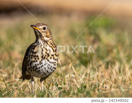 Song thrush bird standing on dry grass in nature Song thrush bird standing on dry grass in nature 142549502
