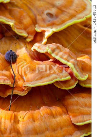 Bright orange bracket fungi growing in Bialowieza Forest Bright orange bracket fungi growing in Bialowieza Forest 142549512