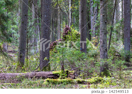Ancient Bialowieza Forest showing old growth woodland ecosystem Ancient Bialowieza Forest showing old growth woodland ecosystem 142549513