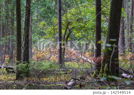 Bialowieza Forest primeval woodland during autumn season 142549514