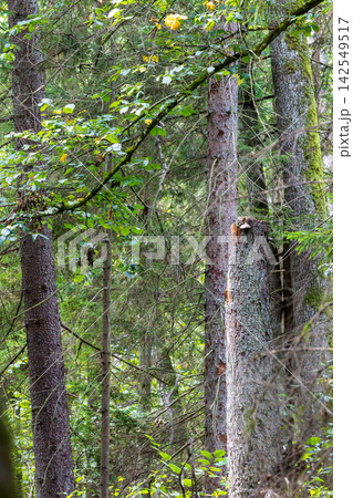 Bialowieza Forest ancient woodland ecosystem with dense trees 142549517