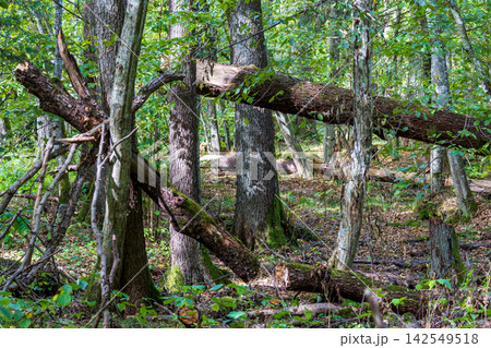 Bialowieza Forest showing fallen logs and deadwood contributing to forest ecosystem Bialowieza Forest showing fallen logs and deadwood contributing to forest ecosystem 142549518