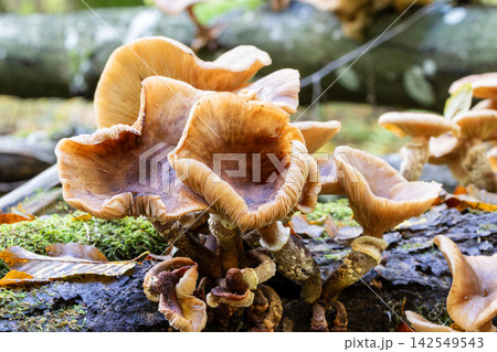 Honey mushrooms growing on decaying log in Bialowieza Forest 142549543