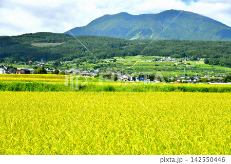 長野県飯綱町牟礼より飯縄山(飯綱山)、霊仙寺山方面を望む(長野県飯綱町)【2026.9】 長野県飯綱町牟礼より飯縄山(飯綱山)、霊仙寺山方面を望む(長野県飯綱町)【2026.9】 142550446