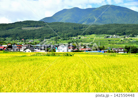 長野県飯綱町牟礼より飯縄山(飯綱山)、霊仙寺山方面を望む(長野県飯綱町)【2026.9】 長野県飯綱町牟礼より飯縄山(飯綱山)、霊仙寺山方面を望む(長野県飯綱町)【2026.9】 142550448