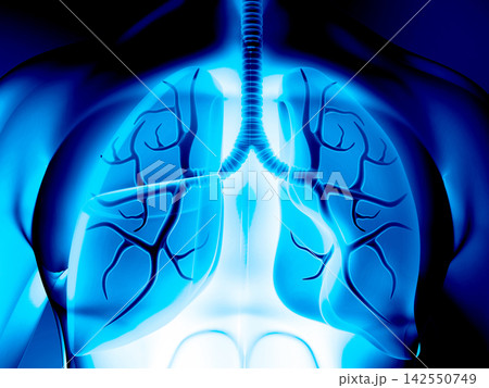 Human body with respiratory system, lungs anatomy 142550749