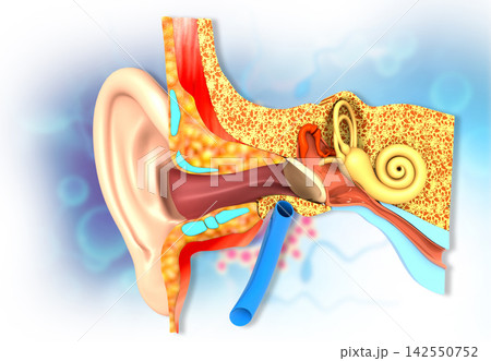 Human ear cross section anatomy Human ear cross section anatomy 142550752