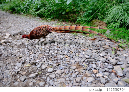 林道を歩くヤマドリ 日本に生息する野生の鳥 林道を歩くヤマドリ 日本に生息する野生の鳥 142550794