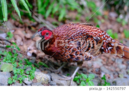 林道を歩くヤマドリ 日本に生息する野生の鳥 林道を歩くヤマドリ 日本に生息する野生の鳥 142550797