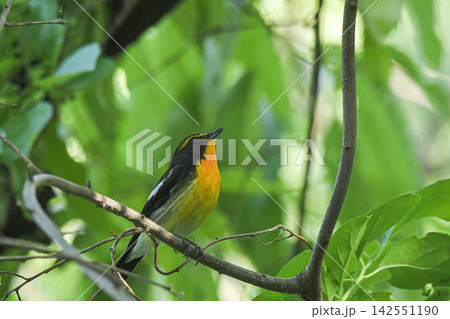 キビタキ キビタキ 142551190