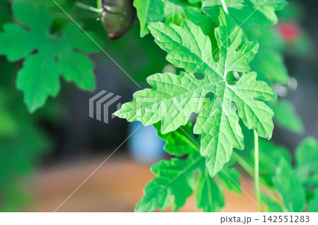 Bitter Cucumber plant or Momordica balsamina, Momordica charantia L or Balsum Pear or Cucurbitaceae Bitter Cucumber plant or Momordica balsamina, Momordica charantia L or Balsum Pear or Cucurbitaceae 142551283