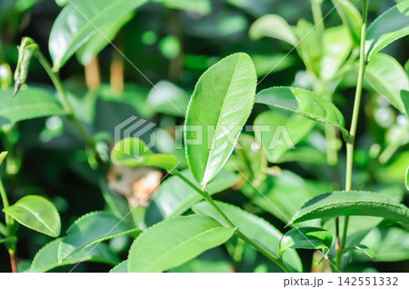 tea plant or tea plantation or Camellia sinensis , Camellia sinensis var sinensis or Camellia sinensis var assamica 142551332