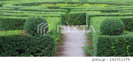 Panoramic photo of entrance in circular green labyrinth. Hedge maze in city park with footpath between rows of boxwood bushes Panoramic photo of entrance in circular green labyrinth. Hedge maze in city park with footpath between rows of boxwood bushes 142551379