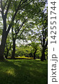 緑豊かな公園 142551744