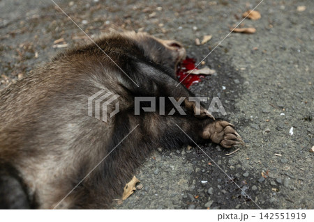 日本アナグマの交通事故の死骸 5本指の長い爪が特徴の害獣 日本アナグマの交通事故の死骸 5本指の長い爪が特徴の害獣 142551919