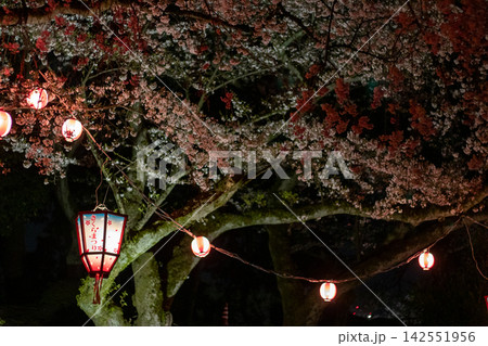 Cherry blossom festival lantern reading sakura Cherry blossom festival lantern reading sakura 142551956