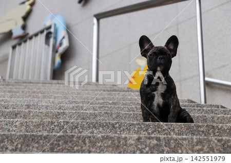 French bulldog peeking over stone steps outdoors 142551979
