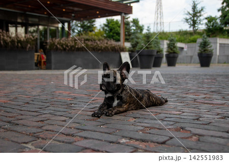 French bulldog lying on cobblestone pavement in a 142551983