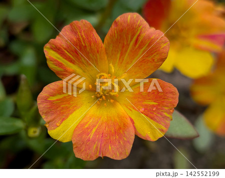 赤と黄色が鮮やかなポーチュラカの花 赤と黄色が鮮やかなポーチュラカの花 142552199