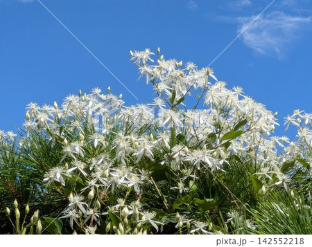 青空に広がる白いセンニンソウの花 青空に広がる白いセンニンソウの花 142552218